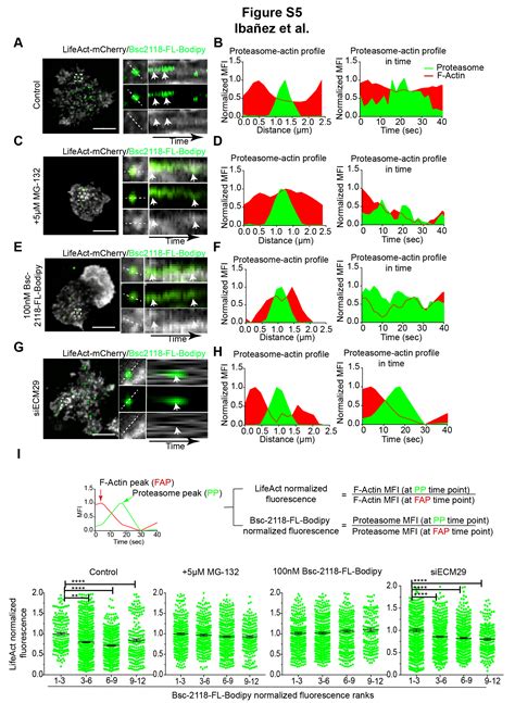 Ecm Dependent Proteasome Localization Regulates Cytoskeleton