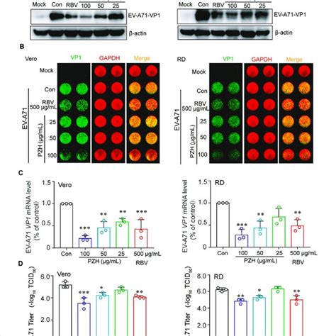 PZH Inhibits EV A71 Replication Vero And RD Cells Were Mock Infected