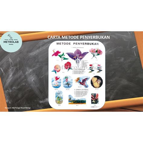 Jual Carta Metode Penyerbukan Dgn Referensi Uk 70 X 100 Cm Art Paper