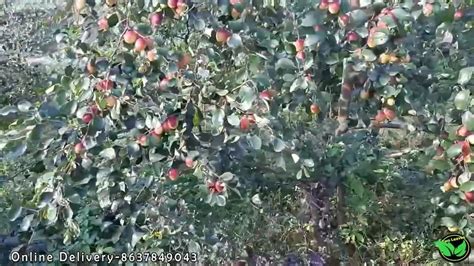 Full Sun Exposure Red Miss India Apple Ber Plants For Outdoor At Rs