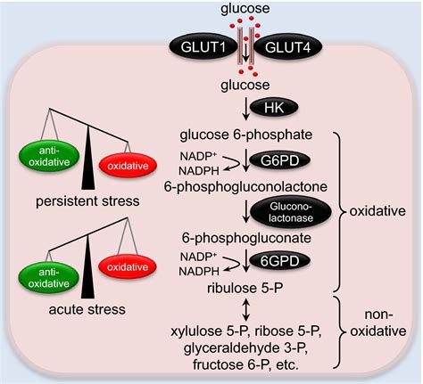 Glucose Metabolism In Cardiac Hypertrophy And Heart Failure Journal