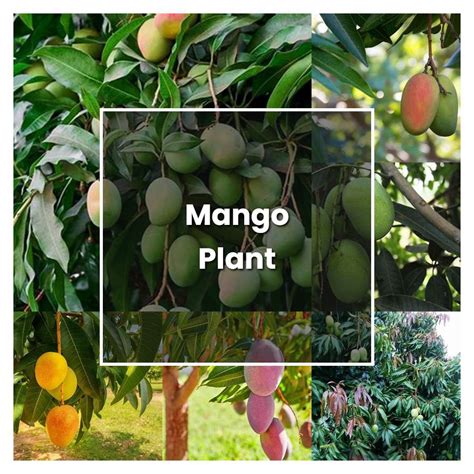 How To Grow Mango Plant Plant Care Tips NorwichGardener