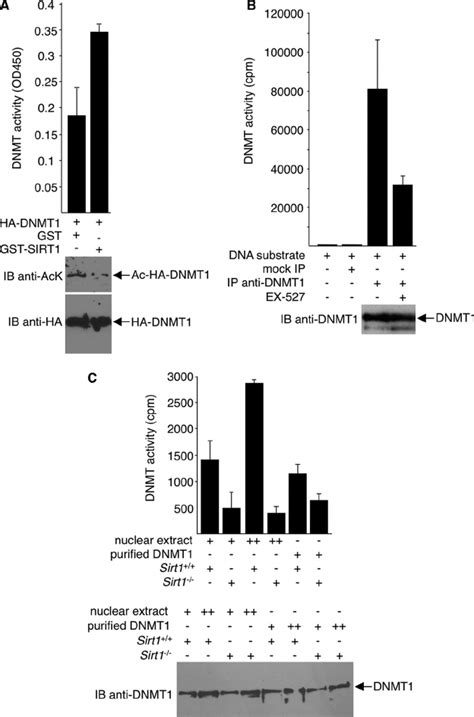 Increased Methyltransferase Activity Of Sirt1 Deacetylated Dnmt1 A