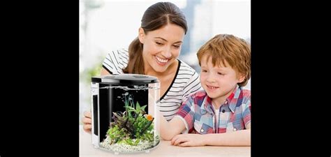 How To Acclimate Betta Fish