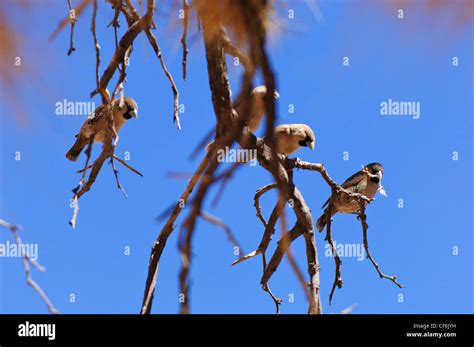 Sociable Weaver Birds Philetairus Socius Building Their Nests In In A