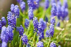 Grape Hyacinth Blue And Pink Stock Photo - Image: 14585320