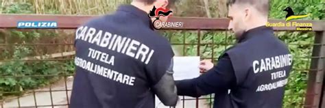 Le Truffe AllUe Della Mafia Dei Nebrodi Maxi Blitz Nel Messinese Con