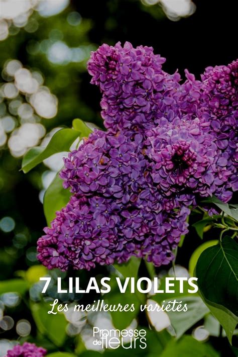 Descubra Kuva Differente Couleur De Lilas Thptnganamst Edu Vn