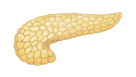 今月の1例：胃底腺ポリープとラズベリー様腺窩上皮型胃腫瘍｜みゆき消化器内視鏡クリニック｜多摩市永山の消化器内科・内視鏡検査