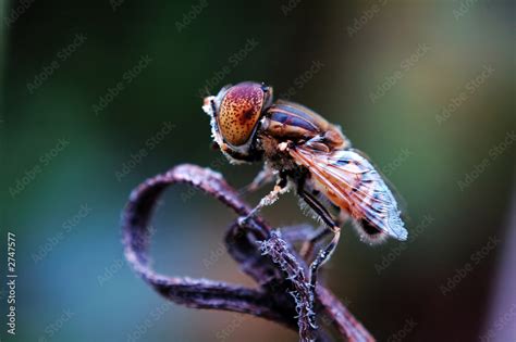 eristalis tenax on withered plant Stock Photo | Adobe Stock