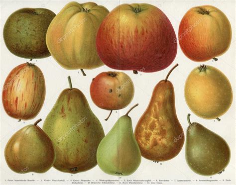 Different varieties of apples and pears. Publication of the book ...