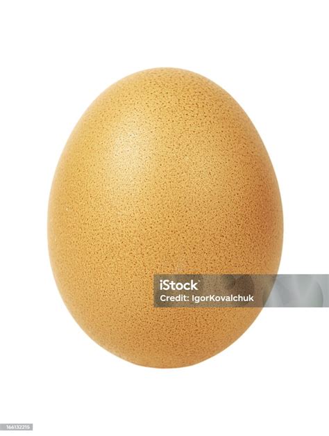 Single Egg Isolated On White Stock Photo Download Image Now Animal