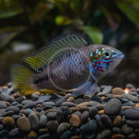 CICHLID - APISTOGRAMMA BORELLI Apistogramma borellii - Aquatics Unlimited