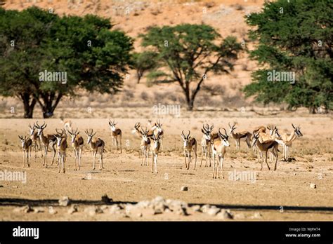 Herd Of Gazelle On Landscape Stock Photo - Alamy