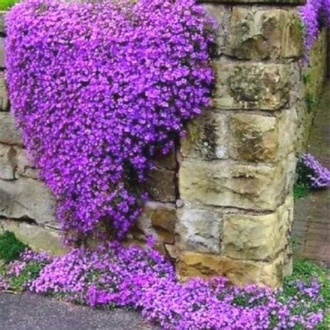 Perennial Ground Cover Creeping Aubrieta Cascade Lilac | Etsy