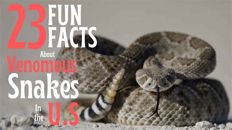 23 Fun Facts About Venomous Snakes In The Us That You Probably Didnt