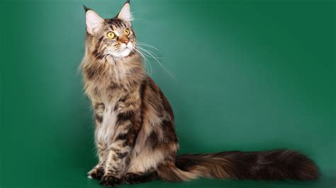 Maine Coon Cat Wallpapers Top Free Maine Coon Cat Backgrounds Wallpaperaccess