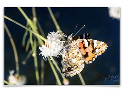 2019 08 05 La Belle Dame Vanessa Cardui 001 Eliane Dumoulin Flickr