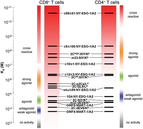 Frontiers Role Of T Cell Receptor Affinity In The Efficacy And