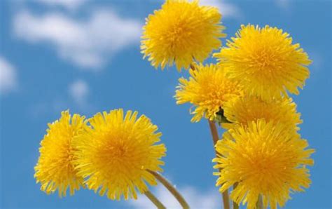 Одуванчики - красивые фото и картинки Pink Flower Pictures, Sunflower ...