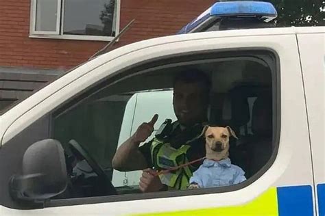 Cachorro é resgatado de maus tratos usando camisa social Jornal de