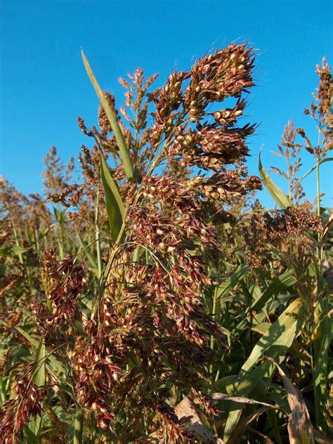 Sudan Grass Logan Weed Grasses INaturalist