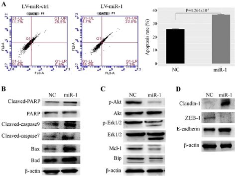 Upregulation Of Mir Promotes Mcf Cell Apoptosis A Mir Promotes