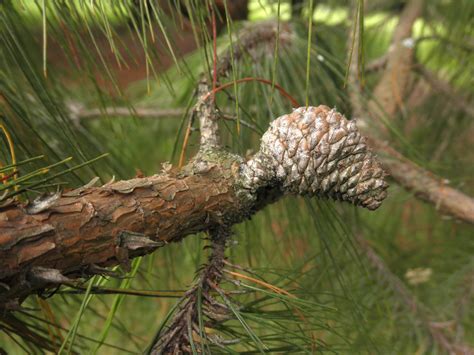 Pinus Patula Pinaceae Image 68216 At PhytoImages Siu Edu