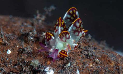 The Best Dive Sites In Tulamben Bali Let S Dive Tulamben