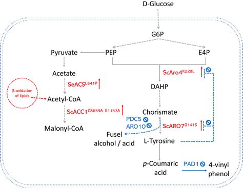 Figure 1 From Engineered Biosynthesis Of Plant Polyketides By Type Iii