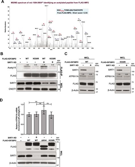 Igf2bp2 Promotes Cancer Progression By Degrading The Rna Transcript