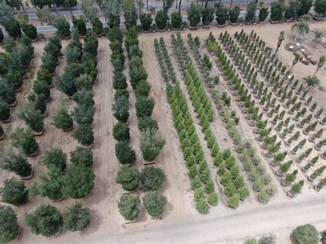 The Best Oak Tree Nursery In California Tree Planting