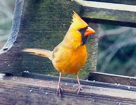 Ohio Birds And Biodiversity A Lutino Cardinal