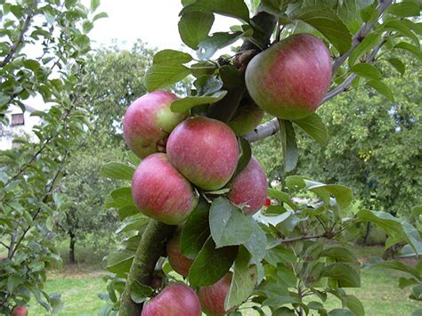 Pommes Des Règles Pour Bien Les Conserver Jardins De France