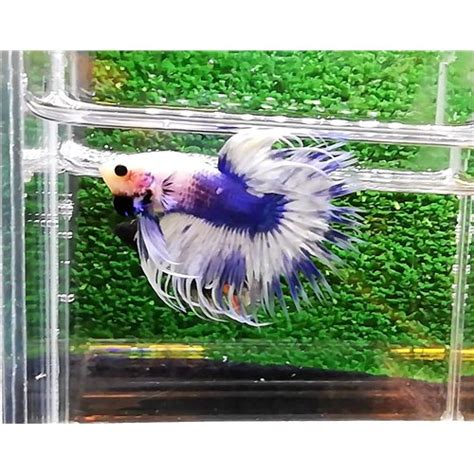 2023390 Marble Crowntail Erkek Betta Junior