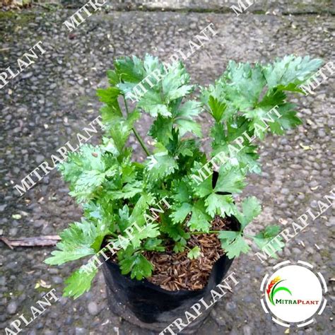 Jual Bibit Tanaman Daun Seledri Sledri Pohon Daun Celery Bumbu