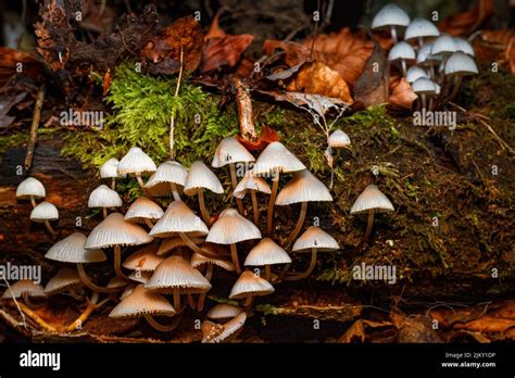 White Mycena Hi Res Stock Photography And Images Alamy