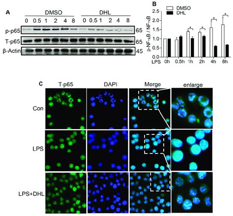 DHL Reduced The LPS Induced NF KB Activation In RAW264 7 Cells A