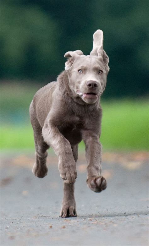 Beautiful young silver lab galloping towards his master, unaware of the ...