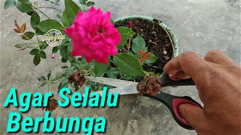 Cara Merawat Bunga Mawar Agar Selalu Berbunga Youtube