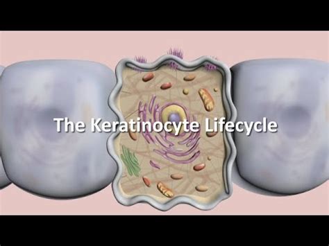 Keratinocytes: Functions, Histology, Types - science - 2024