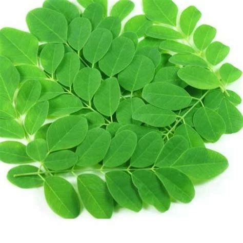 Health Benefits Of Drumstick Leaves Karadi Organics