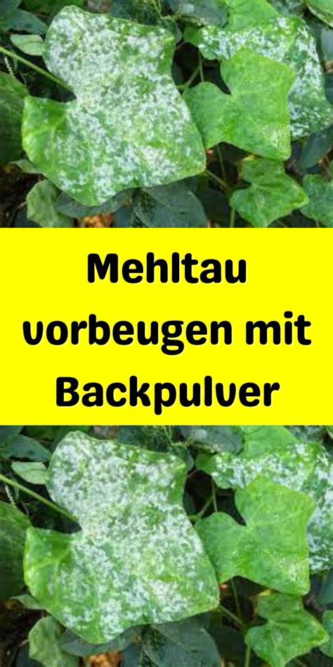 Mehltau vorbeugen mit Backpulver Garten ideen gemüse Tomaten garten