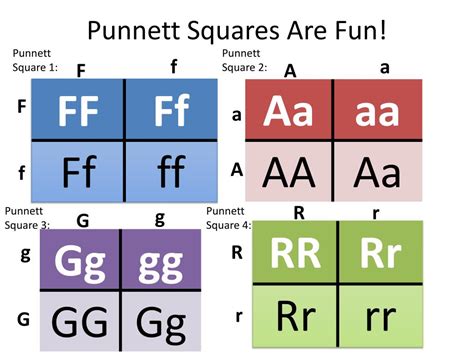 Homozygous Recessive Punnett Square