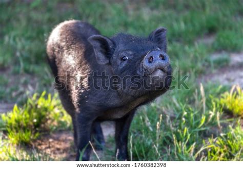 775 Vietnamese Potbelly Pig Images Stock Photos 3d Objects And Vectors