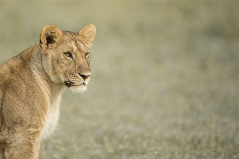 Safari Serengeti Singita - Safari Africa