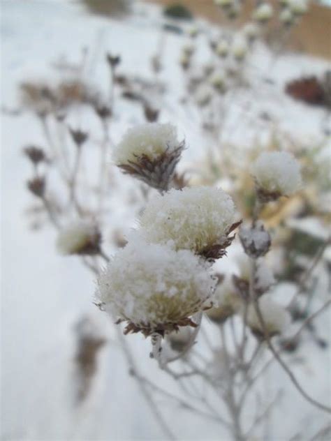 Pin Von Sarah Elmore Auf Flowers Gardens Winter Natur Tiere