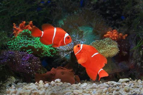 Swimming Into Wonder Discover Fascinating Clownfish Facts