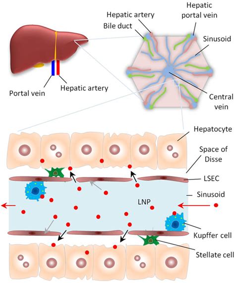 Lipid Nanoparticles For Cell Specific In Vivo Targeted Delivery Of