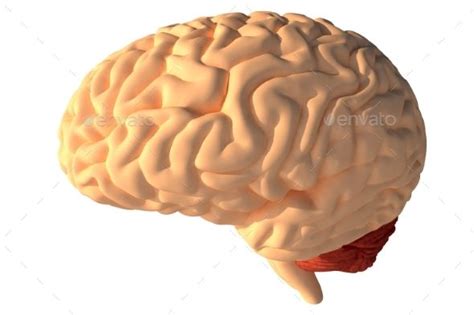 A Computer Generated Image Of A Human Brain 3docn Renderer Available